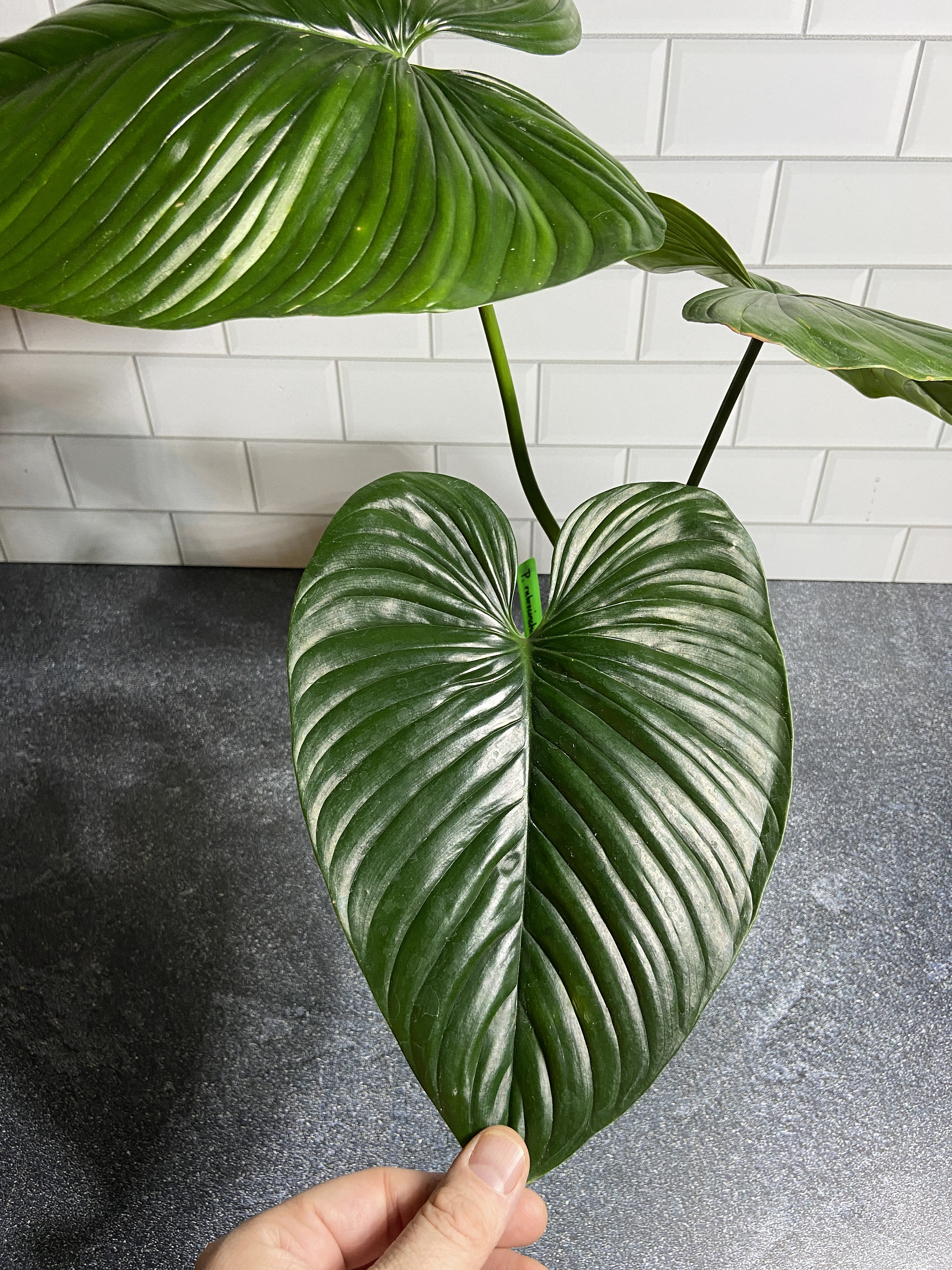Philodendron Rubrocinctum Platinum - Etsy