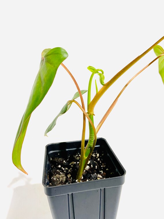 RARE - Philodendron Pinnatilobum Aff - Philodendron 'lita Red' - FREE  SHIPPING - Etsy New Zealand