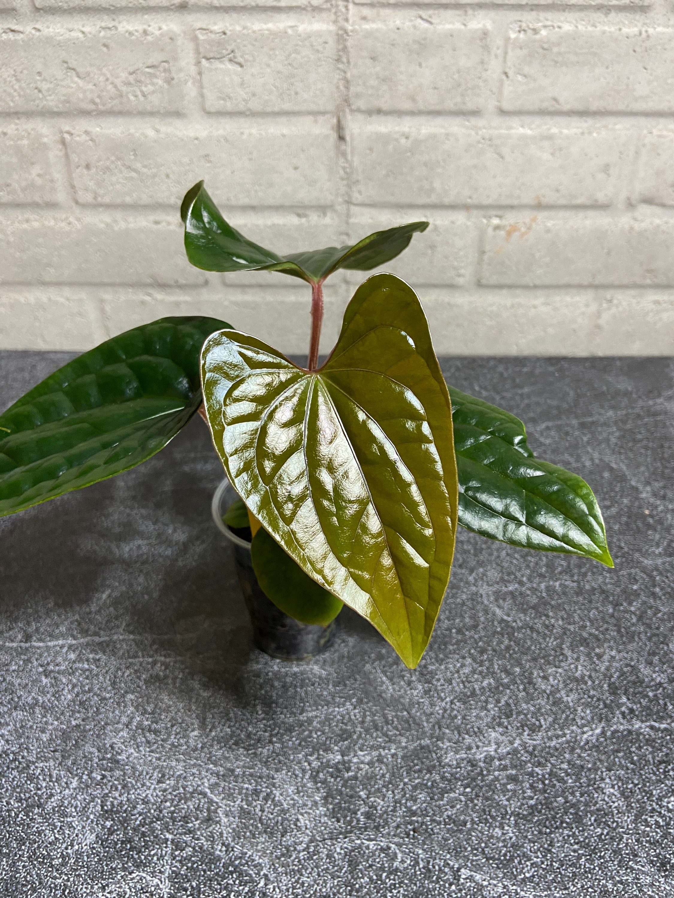 anthurium veitchii 4” Anthurium veitchii – Canopy Plant Co main image 0
