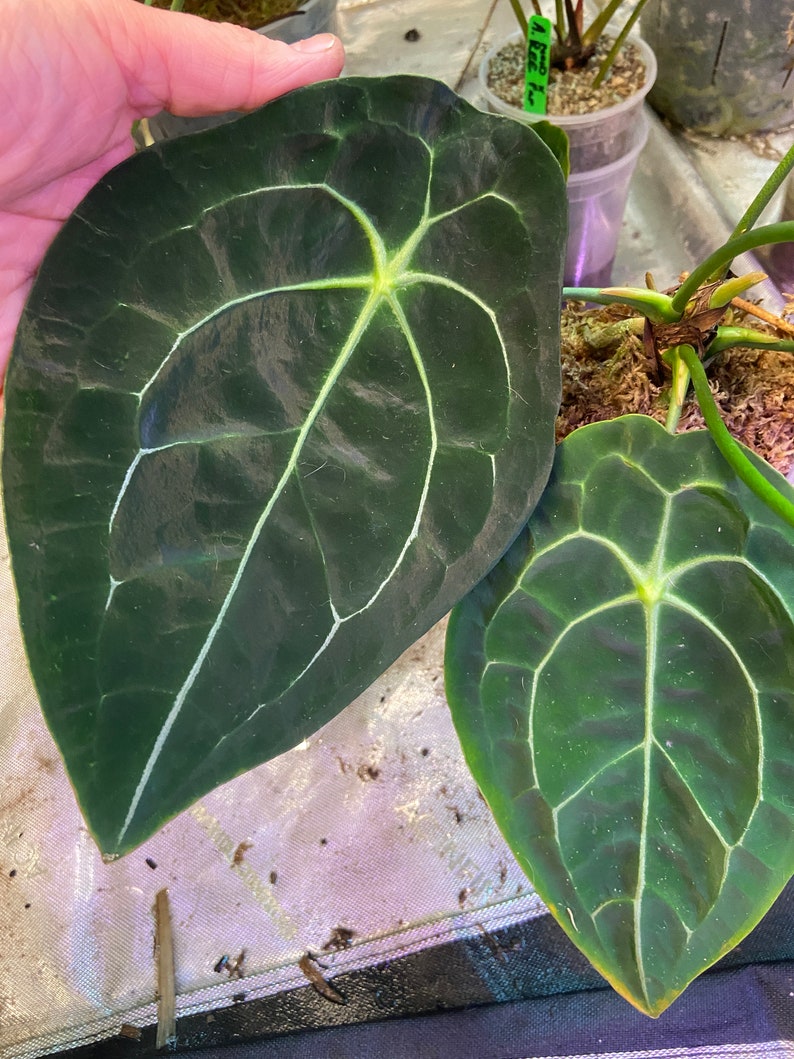 Anthurium BVEP x forgetii seedling image 2