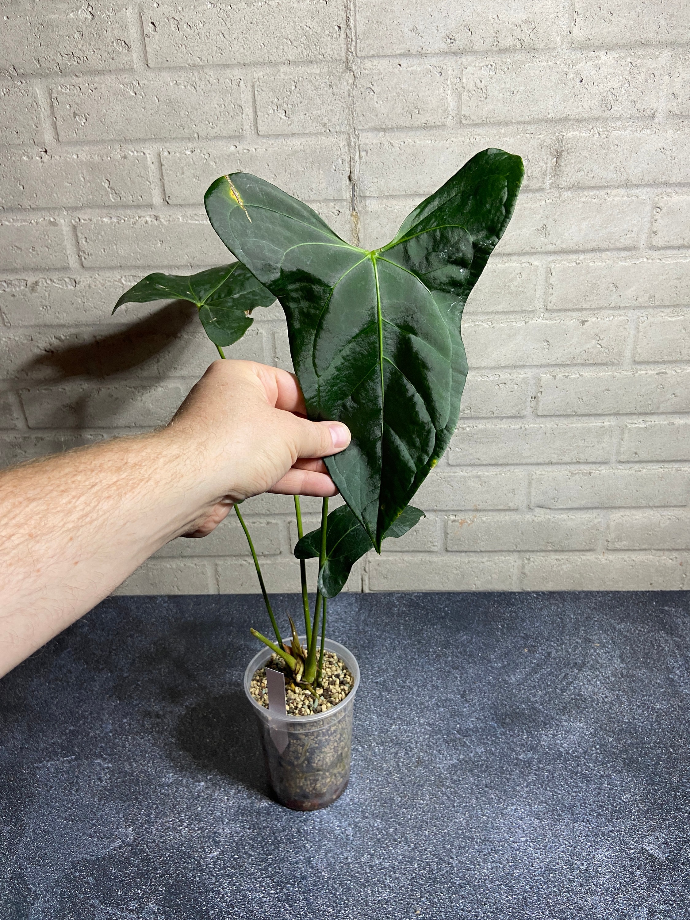 Anthurium Pinkleyi X Forgetii - Etsy