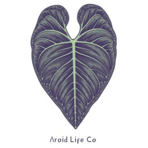 alocasia amazonica plant Alocasia Amazonica Polly Snow Pink variegated TC Plantlet Grower's Choice *In Stock* In Vitro (In Stock)