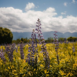 Fine Art Field of Lupine Blooms Print