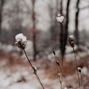 Fine Art Snowy Queen Anne&#39;s Lace Print