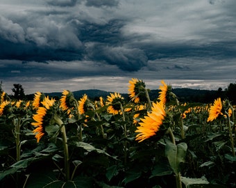 Fine Art Sunflower Field Print