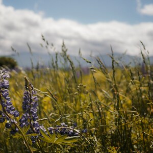 Fine Art Lupine Blooms Print