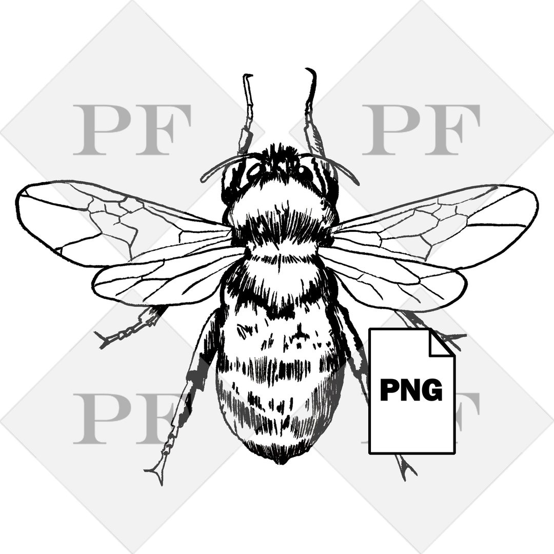 Honey Bee Linework PNG Etsy