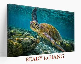 Sea Turtle Canvas Print, Exotic Underwater Wall Art, Sea Life Canvas Art, Turtle Photo Turtle Poster, Ocean Turtle Print