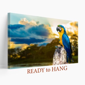 Yellow and Blue Macaw Canvas Artwork, Beautiful Bird Animal Art, Parrot Animal Art, Nature Gift, Cute Home Decor, Lovely Wall Art