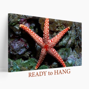 Starfish Canvas Print, Ocean Underwater Wall Art, Ocean Starfish Canvas Print, Ocean Starfish Canvas Art