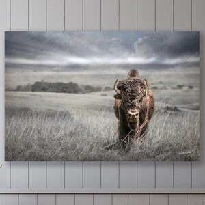 Rustic Bison Photography Print: American Plains Buffalo Art