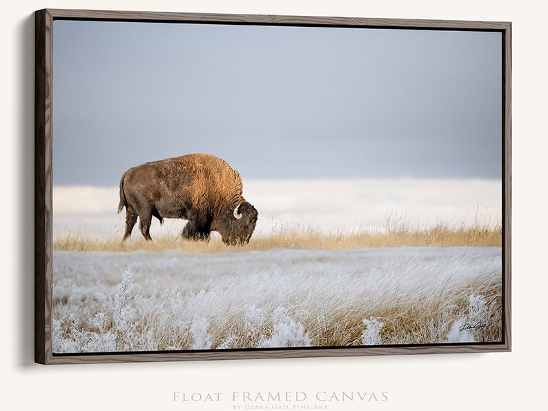 Winter Bison Wall Art American Buffalo Prairie Wall Art Picture