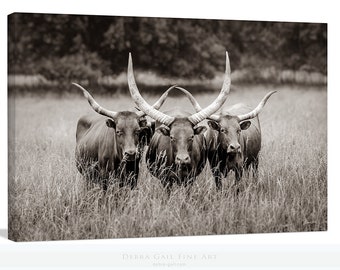 Beautiful Texas Longhorns Cow Print, Simple Western Decor, Watusi Cattle Picture © Debra Gail Fine Art, Neutral Farmhouse Tones