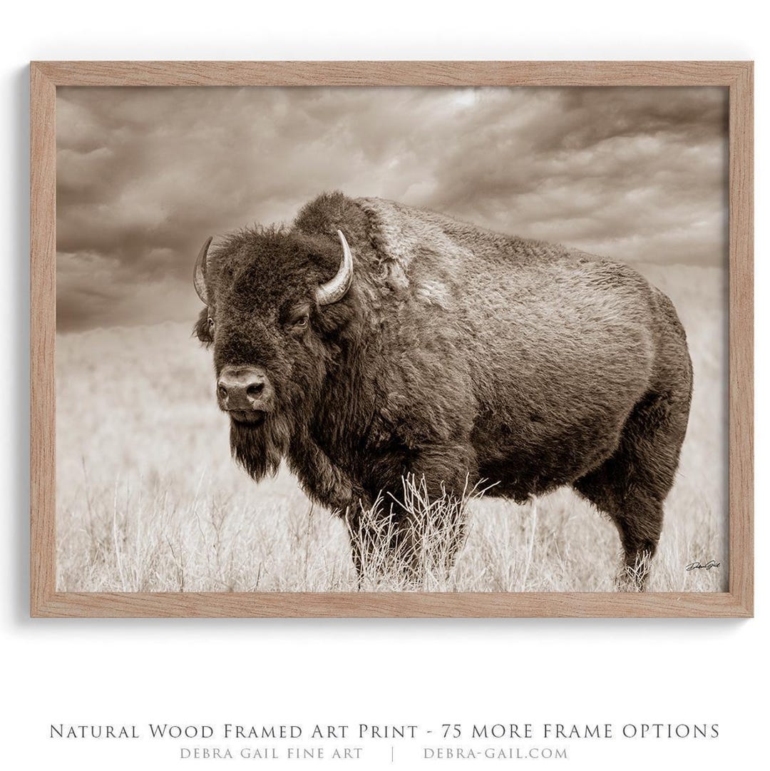 Authentic Bison Photography Wall Art Print – American Buffalo Photo for ...