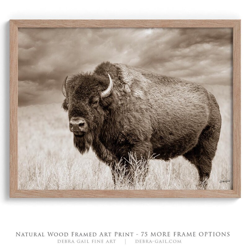 Authentic Bison Photography Wall Art Print – American Buffalo Photo for ...