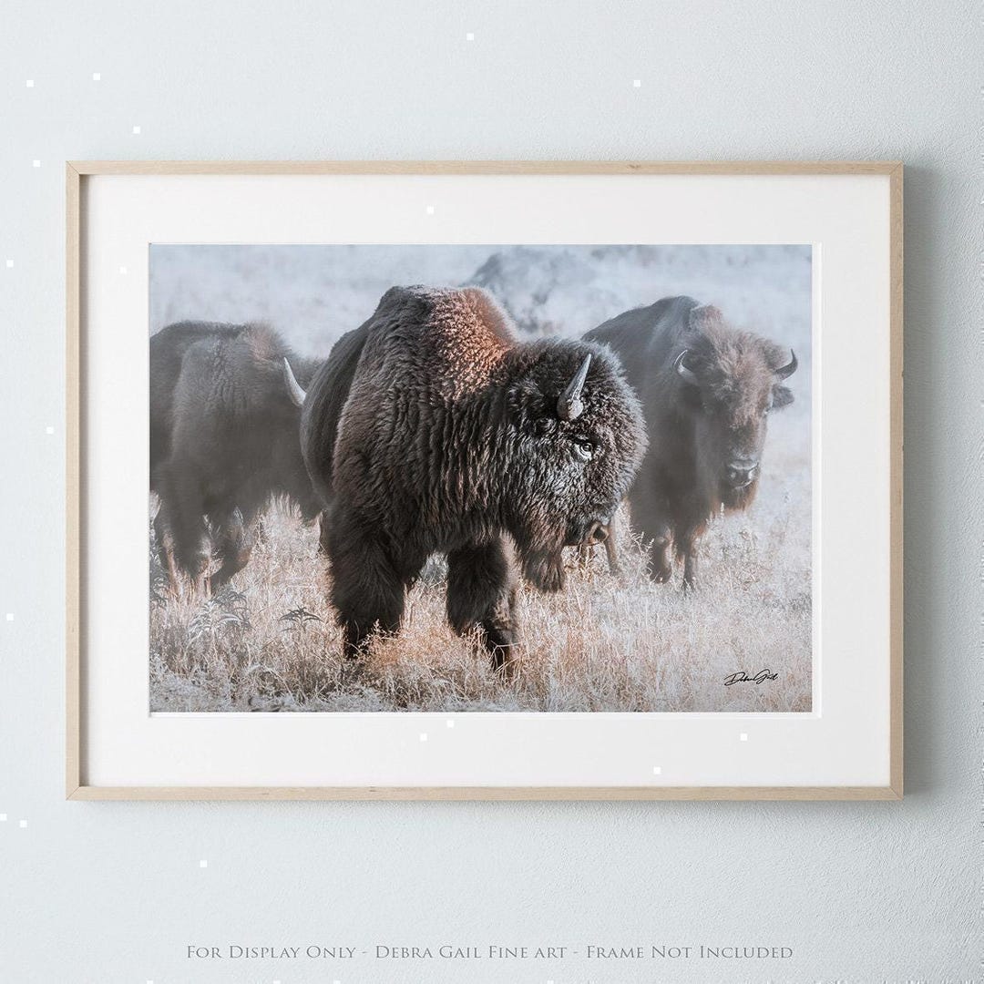 Original Yellowstone Bison Canvas Wall Art - Authentic American Buffalo ...