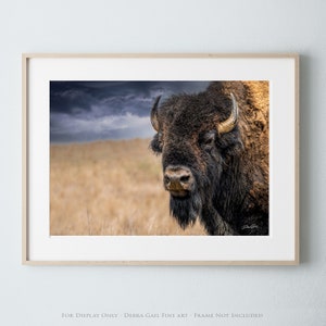 Bison Wall Art Print or Canvas - American Buffalo Prairie Wall Art Picture - Western Decor American Bison Photo - Framed Living Room Decor