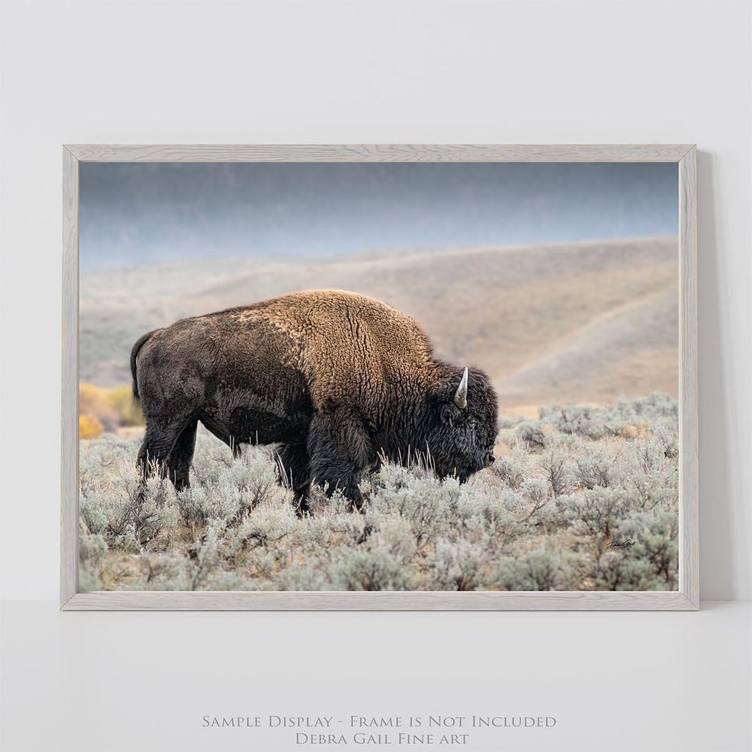 Original Bison Wall Art Print – American Buffalo Photo for Rustic Decor ...