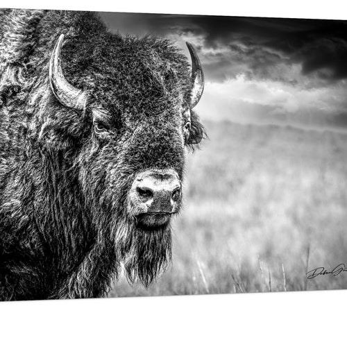 Buffalo Print Bison Wall Art Black and White Buffalo Modern Etsy
