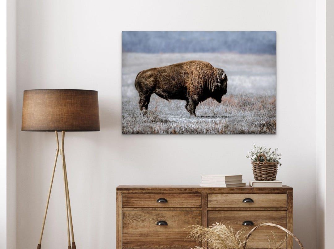 Bison Wall Art - American Buffalo Prairie Picture - Western Decor Photo ...