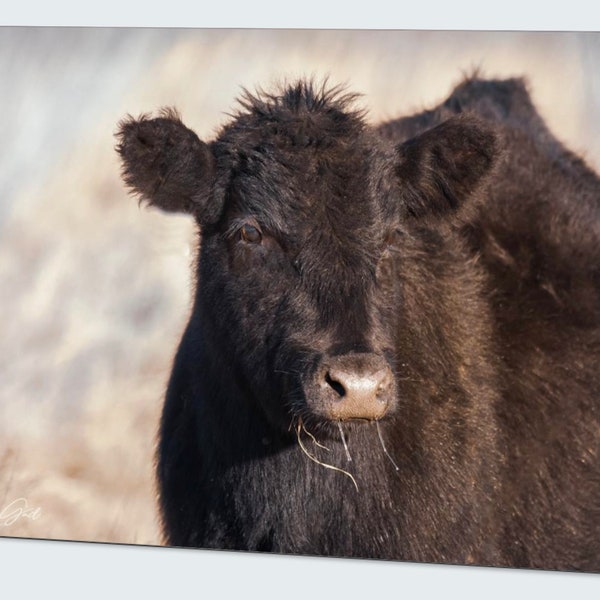 Black Angus Calf Wall Art Print, Farmhouse Decor by Debra Gail Nursery, Farm Animal Print, Baby Cattle Photography, Oversized Wall Art