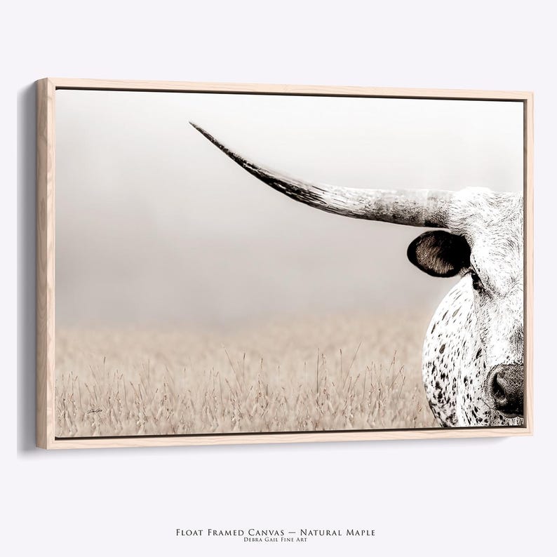 May include: A black and white canvas print featuring a close-up of a longhorn cow with spotted markings, set against a soft-focus field. The artwork is encased in a natural maple wood float frame, with the text FLOAT FRAMED CANVAS - NATURAL MAPLE.