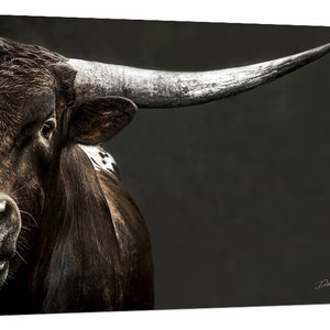 Longhorn Bull Print or Canvas, Cow Print Western Decor, Framed Western Art, Metal, and Paper, Oversized Wall Art