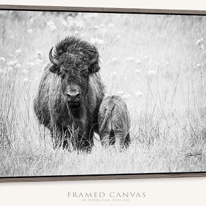 American Bison Photo Print: Framed Canvas Western Wall Art