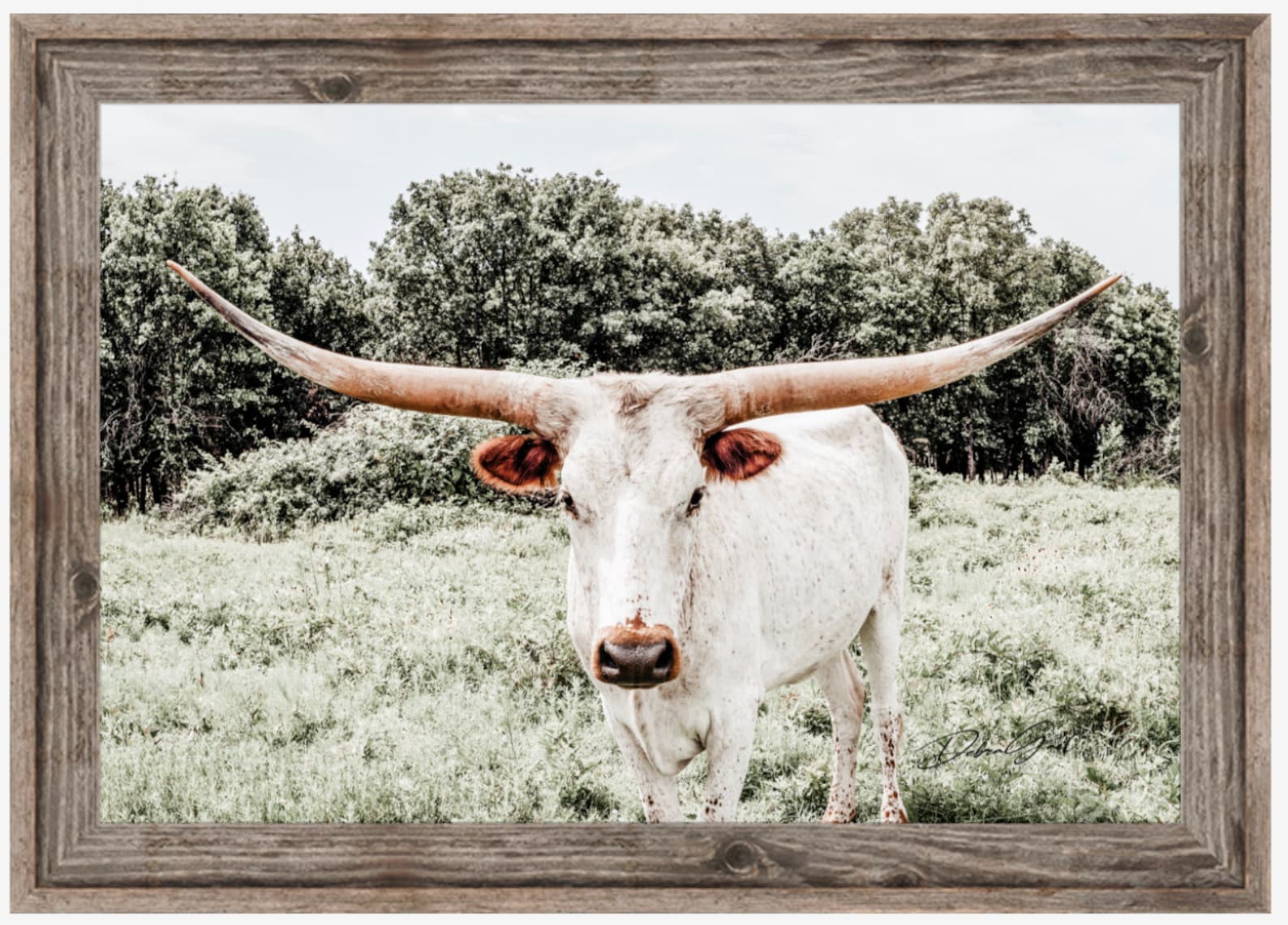 Texas Longhorn Wall Art Print in Large Oversized Canvas Etsy