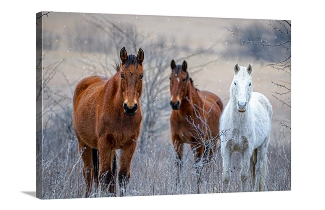 Horse Wall Art Extra Large Horse Print on Canvas Framed Etsy