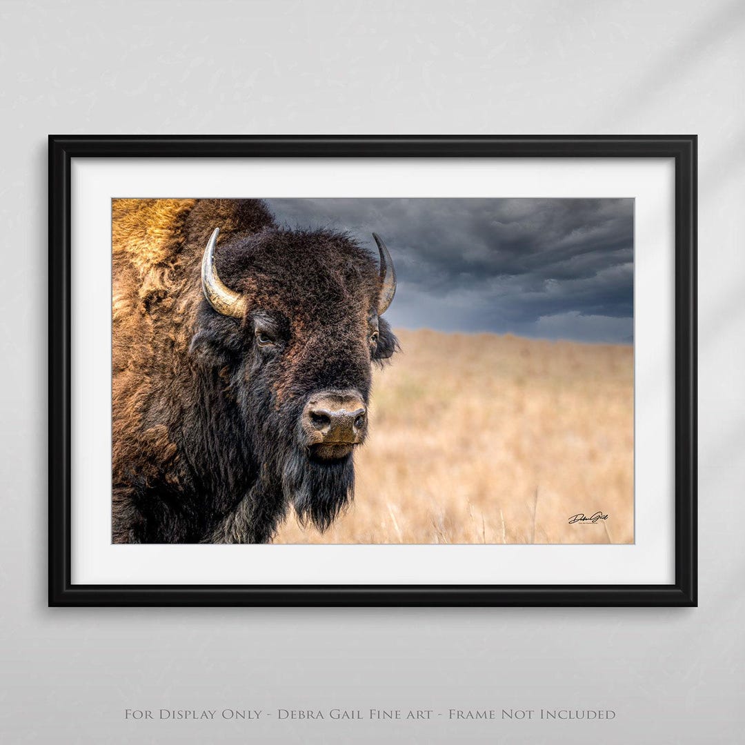 American Bison Wall Art - Buffalo Prairie Wall Art Picture - Western ...