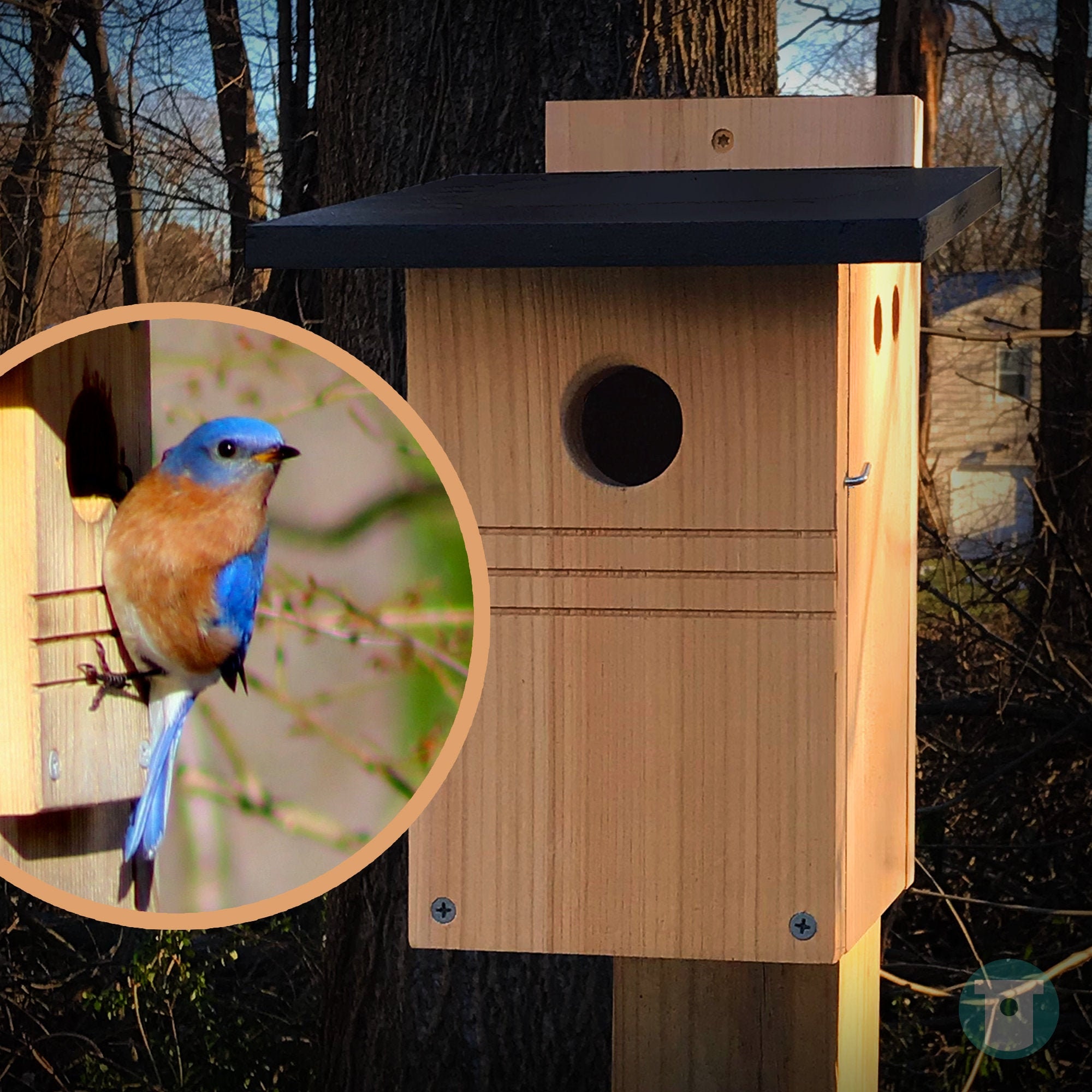 Eastern Bluebird House Etsy