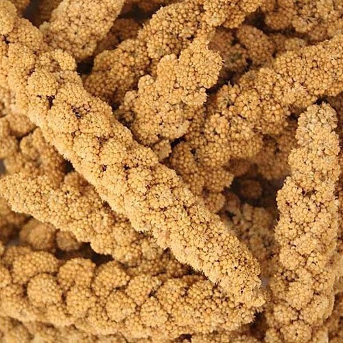 Millet Seed for sale Only 4 left at 75