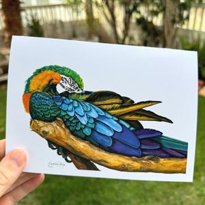 Bons sonhos: cartão de felicitações em branco com arara azul e dourada