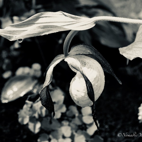 Lady Slipper - Digital Print, Black and White Photo, Flower Prints, Nature Photography, Wisconsin Wildflowers