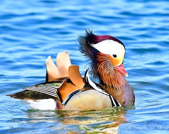 Mandarin Duck - Digital Print, Nature Photography, Bird Photography, Wildlife Photography