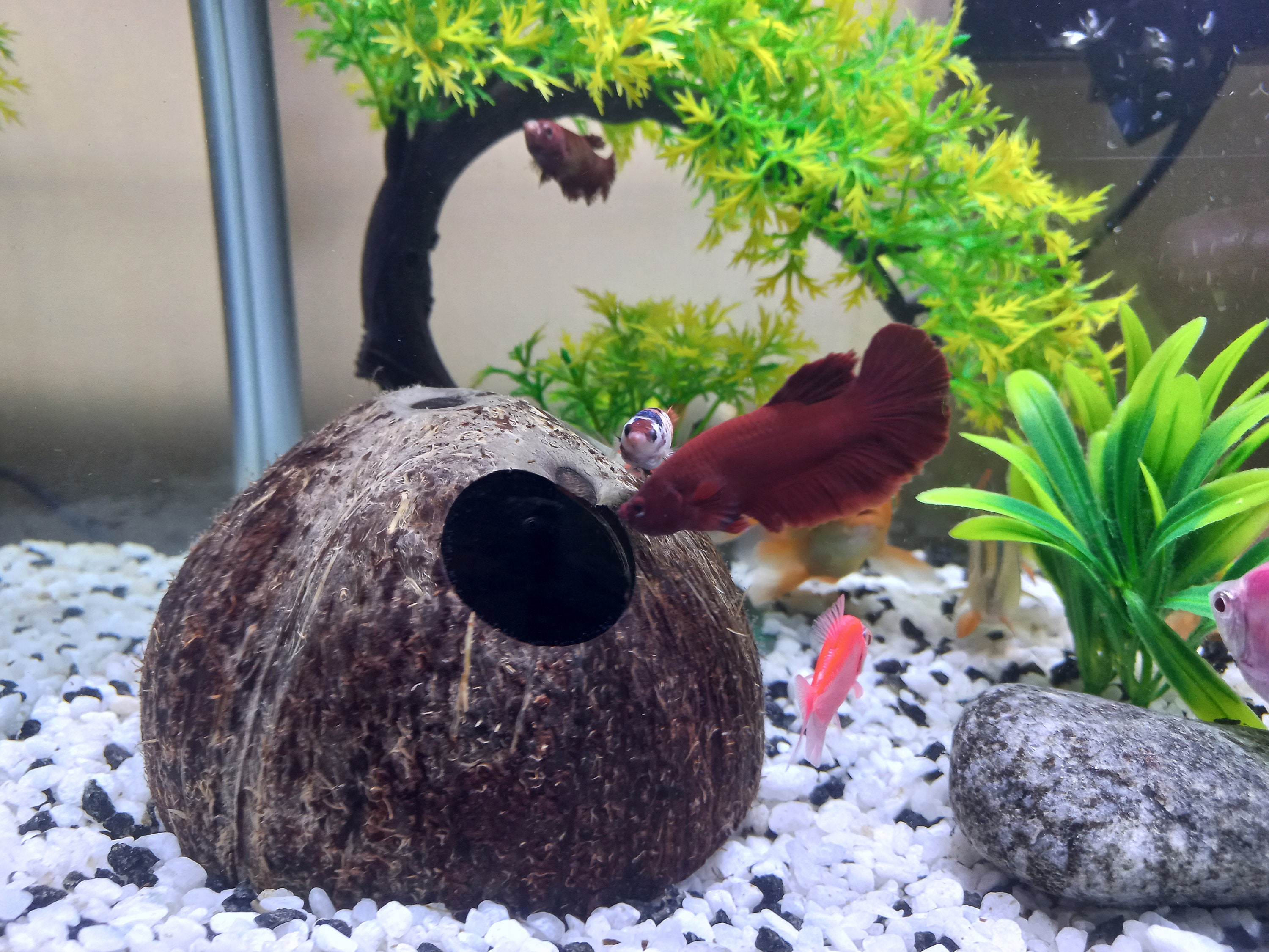 Betta Cave 02 Pieces Aquarium Cave Coconut Shell Cave Hide Pleco Cave Shrimp Cave Aquarium Decoration FREE SHIPPING Etsy
