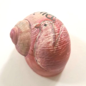 Könnte beinhalten: Ein rosafarbenes Schneckenhaus mit einer handgemalten Illustration eines weißen Vogels im Profil. Das Gehäuse hat eine spiralförmige Textur mit einer glatten, abgerundeten Spitze. Das Wort "Believe" ist in schwarzer Schreibschrift zu sehen.