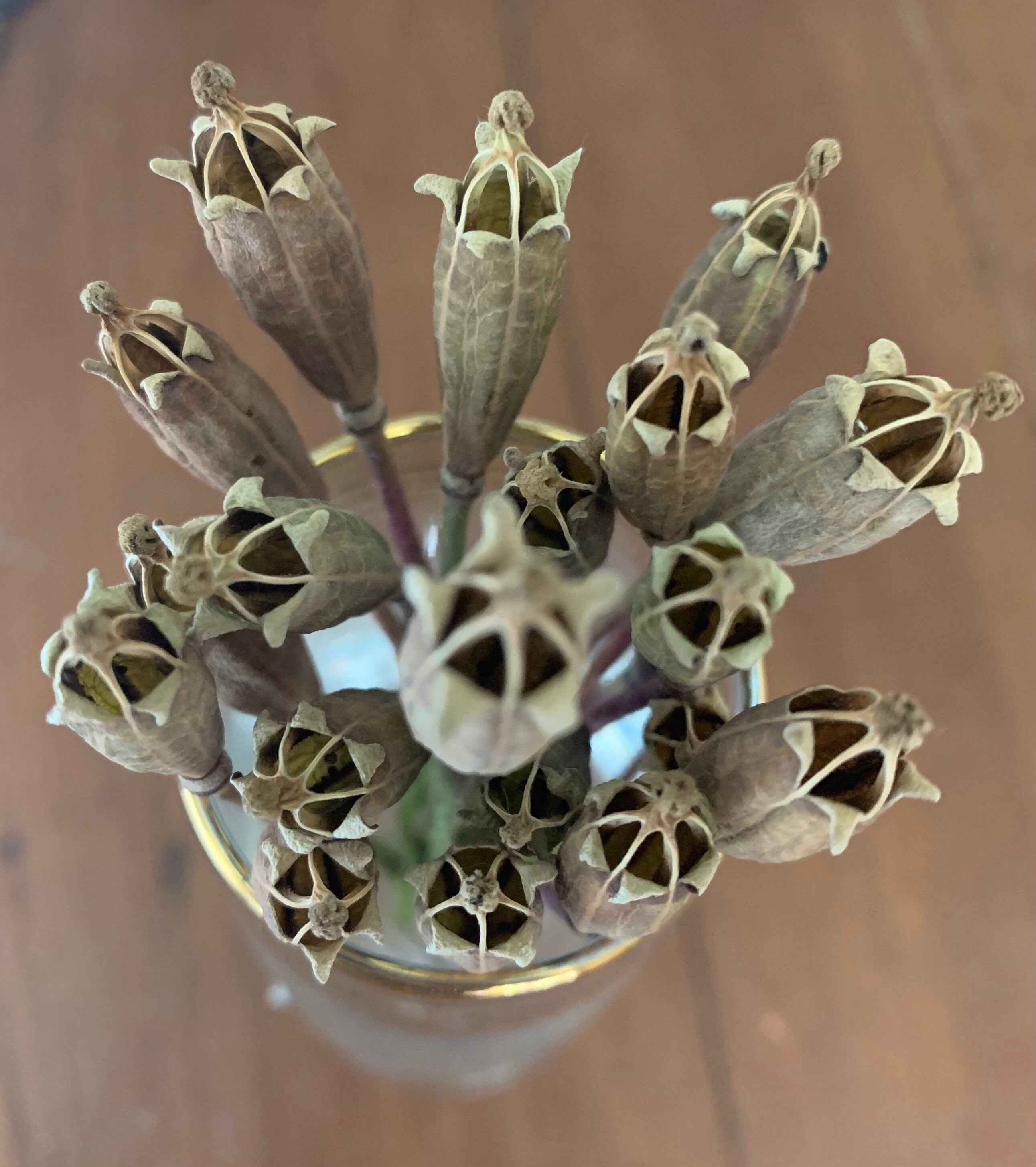 20 exploding star narrow dried poppy seed heads with 1416cm Etsy