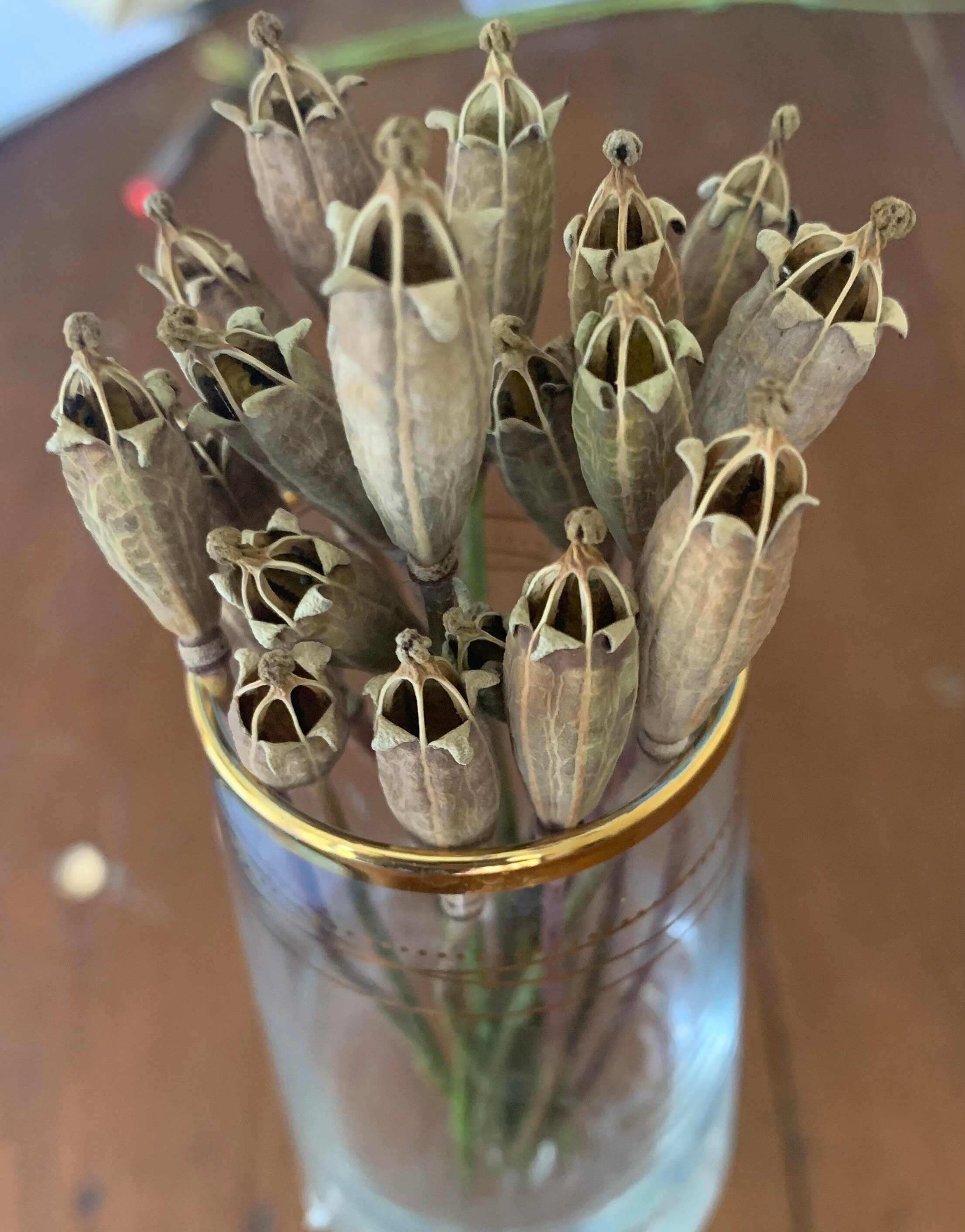 20 exploding star narrow dried poppy seed heads with 1416cm Etsy