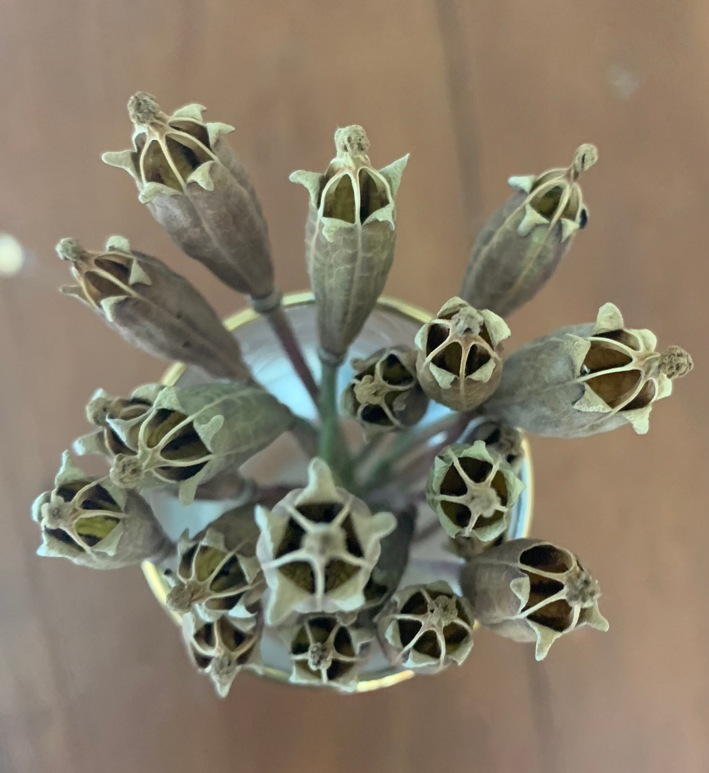 20 exploding star narrow dried poppy seed heads with 1416cm Etsy