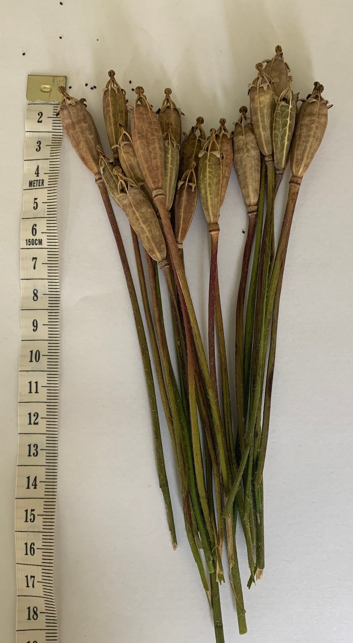 20 exploding star narrow dried poppy seed heads with 1416cm Etsy