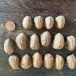 May include: Fourteen walnuts with textured, brown shells are arranged on a dark wooden surface. A copper coin is placed near the walnuts for size comparison. The walnuts are a natural food item.