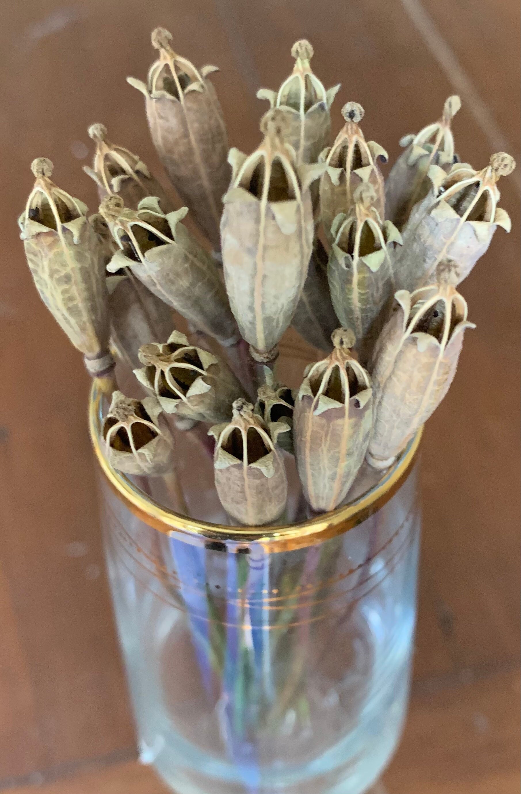 20 exploding star narrow dried poppy seed heads with 1416cm Etsy