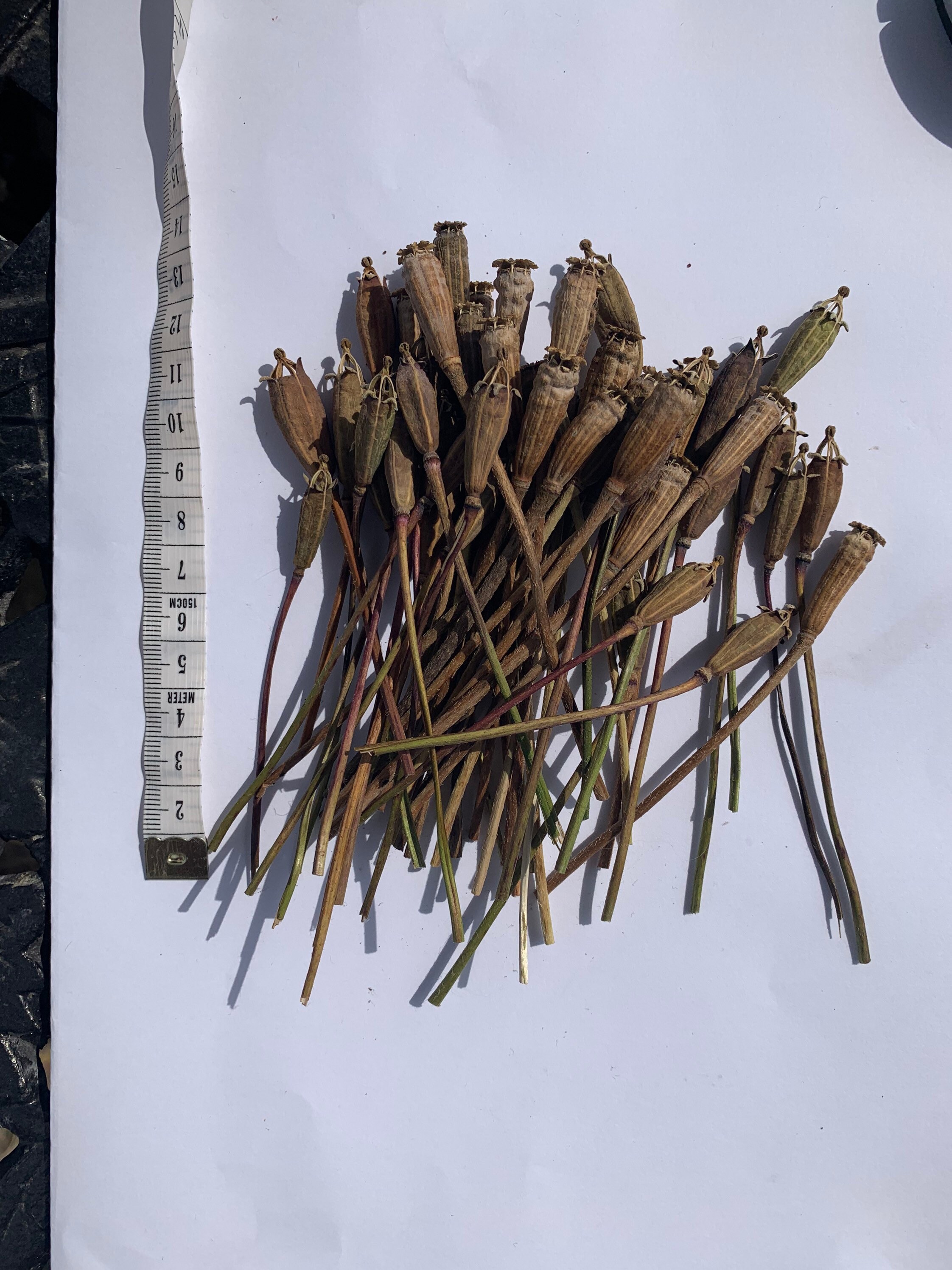 50 mixed poppy seed heads. 25 exploding star narrow and 25 Etsy