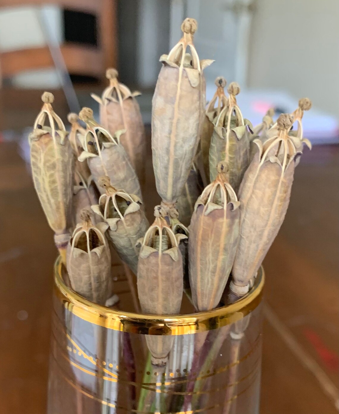 20 exploding star narrow dried poppy seed heads with 1416cm Etsy