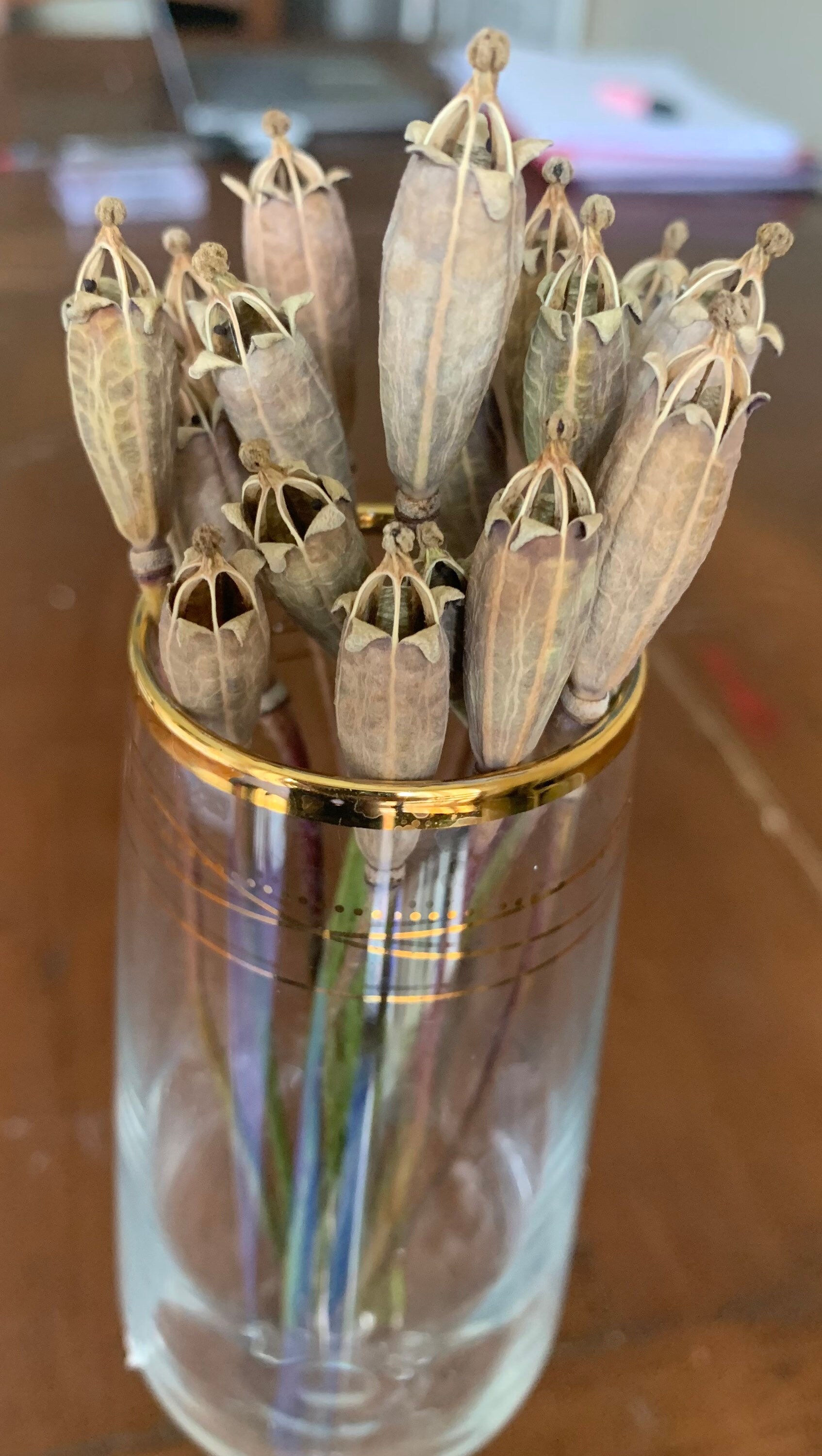 20 exploding star narrow dried poppy seed heads with 1416cm Etsy