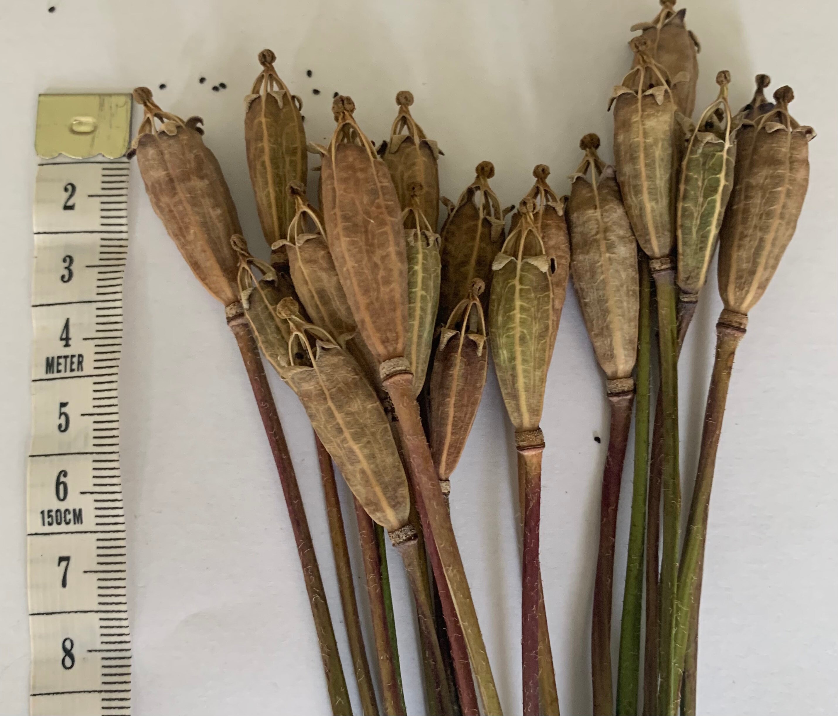 20 exploding star narrow dried poppy seed heads with 1416cm Etsy