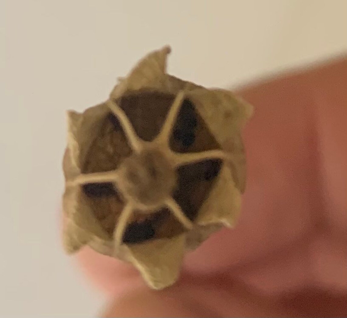 20 exploding star narrow dried poppy seed heads with 1416cm Etsy