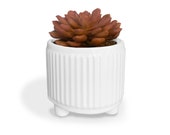 Secret Stash Succulent in Ceramic Pot for jewelry, catchall, accessories and more